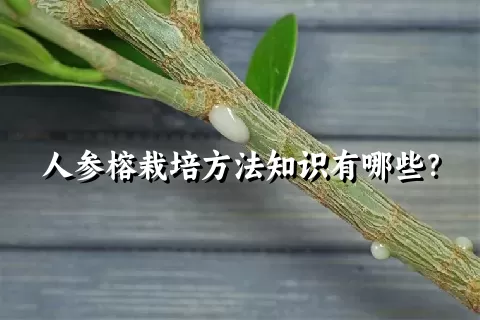 人参榕栽培方法知识有哪些？