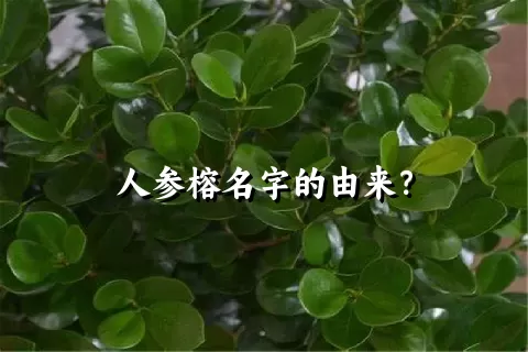 人参榕名字的由来？