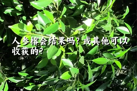 人参榕会结果吗？或其他可以收获的？