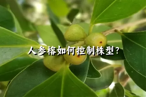 人参榕如何控制株型？