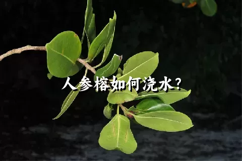 人参榕如何浇水？