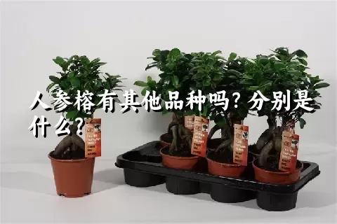 人参榕有其他品种吗？分别是什么？