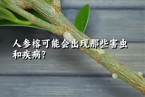 人参榕可能会出现那些害虫和疾病？