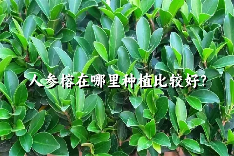 人参榕在哪里种植比较好？