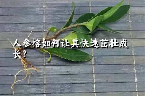 人参榕如何让其快速茁壮成长？