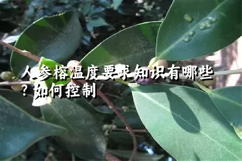 人参榕温度要求知识有哪些？如何控制