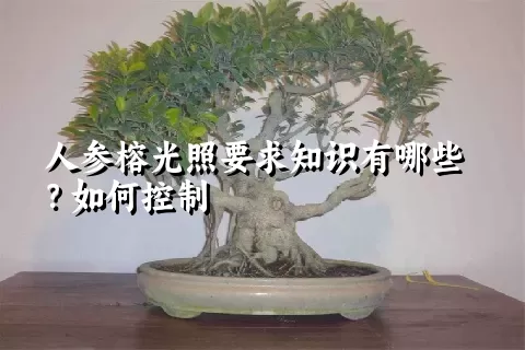 人参榕光照要求知识有哪些？如何控制