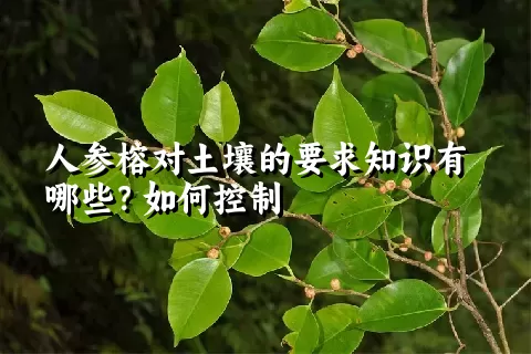 人参榕对土壤的要求知识有哪些？如何控制