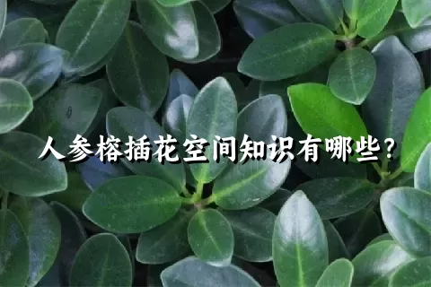 人参榕插花空间知识有哪些？