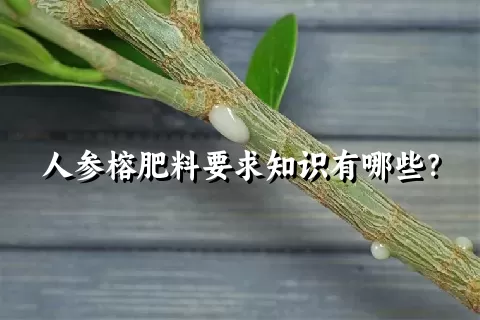 人参榕肥料要求知识有哪些？