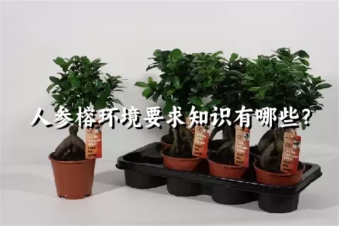 人参榕环境要求知识有哪些？