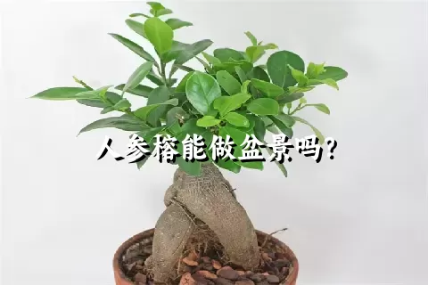 人参榕能做盆景吗？