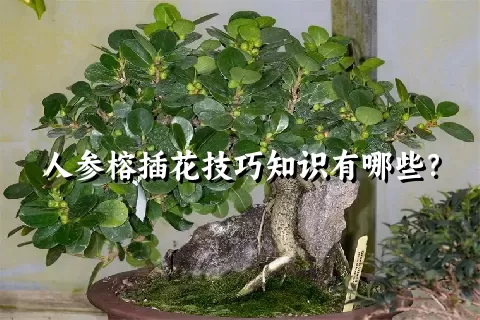 人参榕插花技巧知识有哪些？