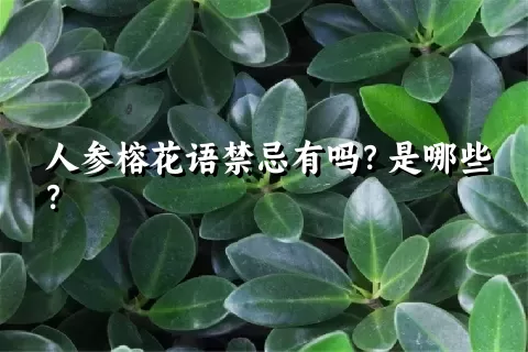 人参榕花语禁忌有吗？是哪些？