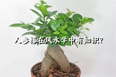 人参榕在风水学中有知识？