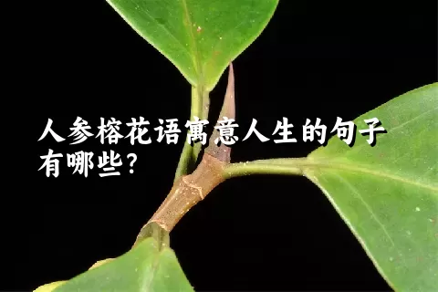 人参榕花语寓意人生的句子有哪些？