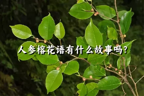 人参榕花语有什么故事吗？