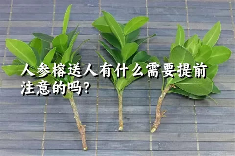 人参榕送人有什么需要提前注意的吗？