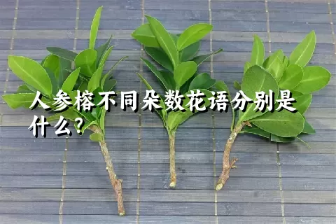 人参榕不同朵数花语分别是什么？