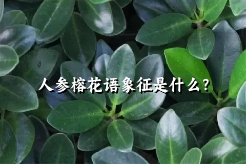 人参榕花语象征是什么？