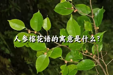 人参榕花语的寓意是什么？