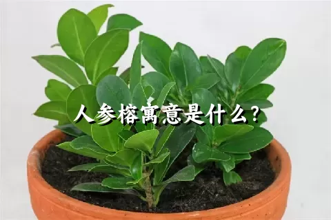 人参榕寓意是什么？