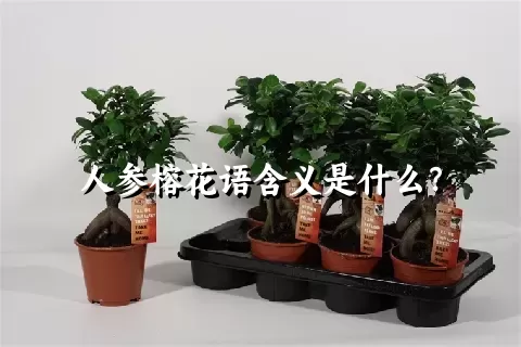 人参榕花语含义是什么？