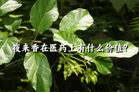 夜来香在医药上有什么价值？