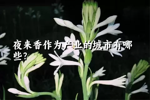 夜来香作为产业的城市有哪些？