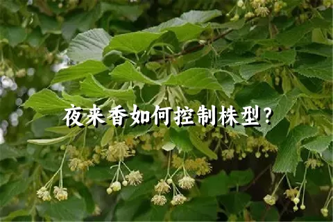 夜来香如何控制株型？