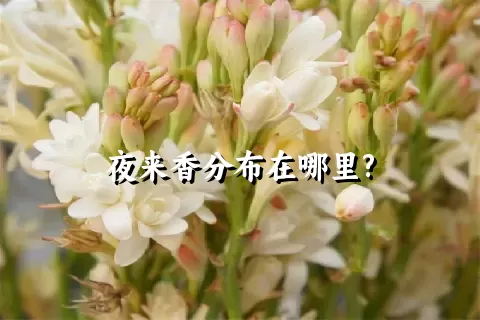 夜来香分布在哪里?