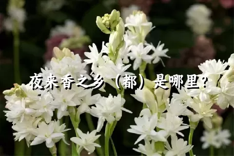 夜来香之乡（都）是哪里？