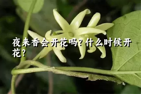 夜来香会开花吗？什么时候开花？