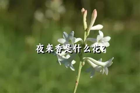 夜来香是什么花？