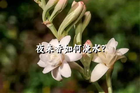 夜来香如何浇水？