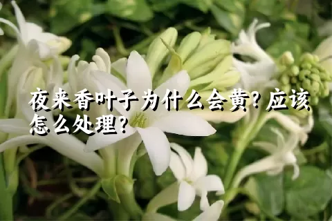 夜来香叶子为什么会黄？应该怎么处理？