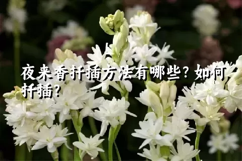 夜来香扦插方法有哪些？如何扦插？