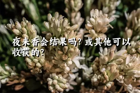 夜来香会结果吗？或其他可以收获的？