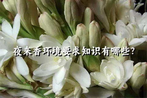 夜来香环境要求知识有哪些？