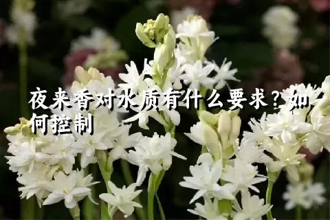 夜来香对水质有什么要求？如何控制