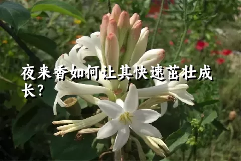 夜来香如何让其快速茁壮成长？