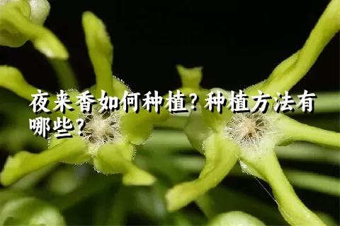 夜来香如何种植？种植方法有哪些？