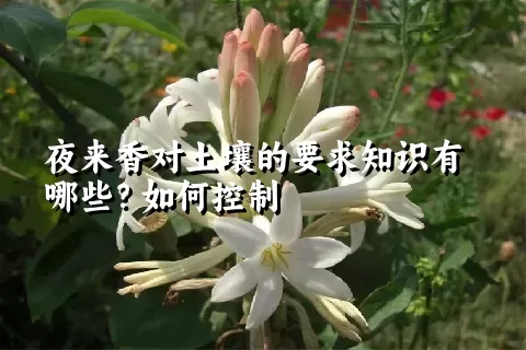 夜来香对土壤的要求知识有哪些？如何控制