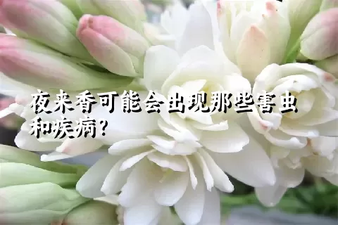 夜来香可能会出现那些害虫和疾病？