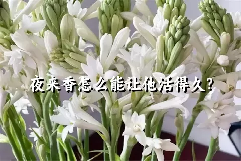 夜来香怎么能让他活得久？