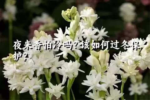 夜来香怕冷吗？该如何过冬保护？