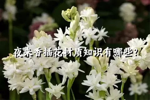 夜来香插花材质知识有哪些？