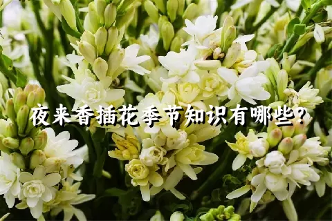 夜来香插花季节知识有哪些？