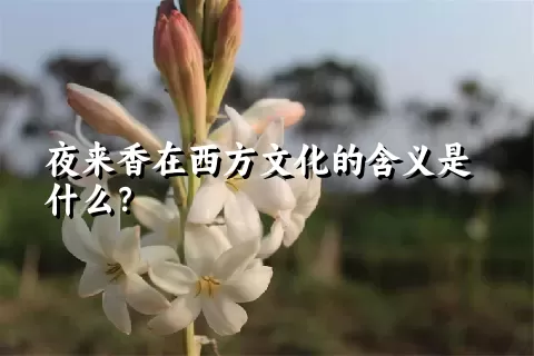 夜来香在西方文化的含义是什么？