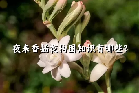 夜来香插花构图知识有哪些？